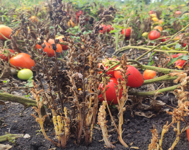 Broomrape plants in a tomato field.PNG
